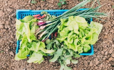 Секрет раннего урожая: подзимний посев в ноябре для крепких овощей и свежей зелени — простые советы