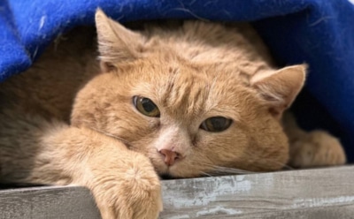 Печальная история Крошика: знаменитый кот из Перми, поборовший ожирение, внезапно скончался