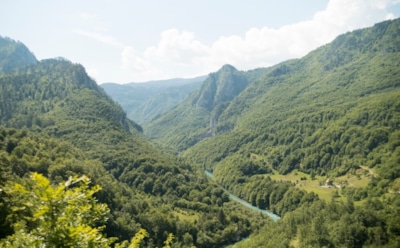 Тревожные данные о лесах: тысячи видов деревьев на грани исчезновения — экологический кризис усиливается