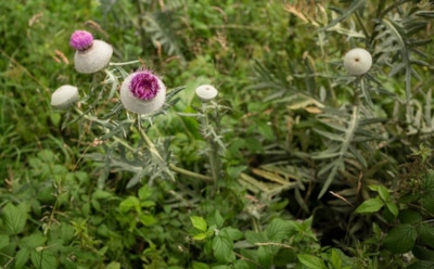 Сорняки на службе огороду: как использовать сорную траву во благо — простые рецепты для роста и защиты