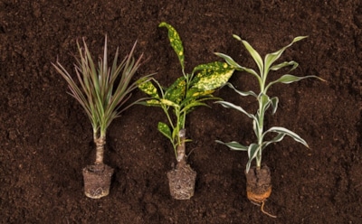 Секреты корнеобразования: натуральные стимуляторы для быстрого укоренения — простые советы для садоводов