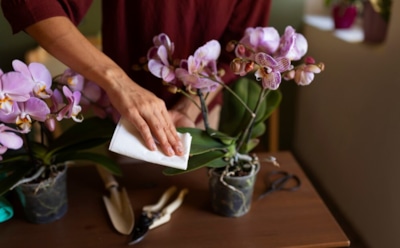 Секреты ухода за орхидеями зимой: правильный полив и защита от холода — для яркого цветения