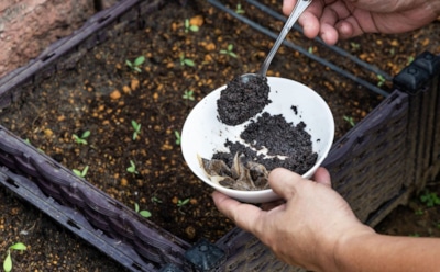 Жмых и кофейная гуща могут быть полезны: натуральные удобрения и мульча для вашего сада — природное решение