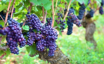 Защита винограда без химии: как отогнать ос и сохранить урожай — безопасные методы обработки