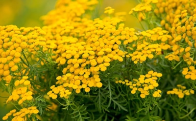 Такая разная пижма: от сорняка до лечебного растения — польза и скрытая опасность