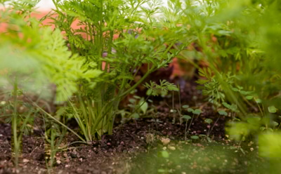 Подготовка грядки под морковь: секреты правильного осеннего ухода — здоровые корнеплоды и богатый урожай