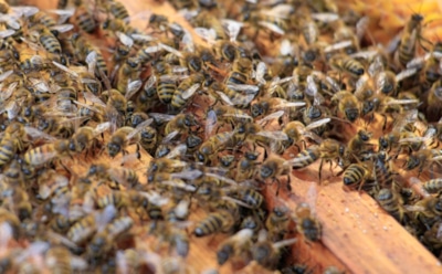 Пчелы против слонов: природный барьер для защиты ферм — успешный опыт Кении