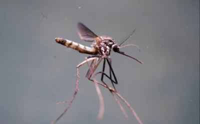 Тайны комариного полета: уникальная подъемная сила и частота взмахов — новые разработки МФТИ