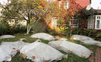 Осенняя забота о приусадебном хозяйстве: защита участка на зиму — надежные методы и природные материалы