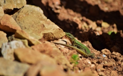 В Аргентине найден древнейший головастик: уникальная находка в Патагонии — возраст 161 млн лет