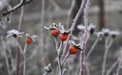 Сад в ноябре: защита и подготовка к зиме — полив, обрезка и утепление деревьев