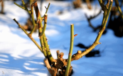 Как спасти розы после зимы: уход за замерзшими кустами — обрезка и подкормка