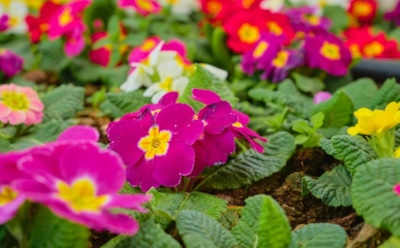 Цветы для влажных участков: что стоит посадить в низине — идеи для живописного сада