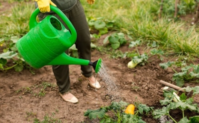 Правильный полив для щедрого урожая: сколько и как часто поливать овощи — секреты опытных огородников