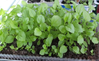 Как вырастить астру через рассаду: секреты пышного цветения — советы для начинающих садоводов