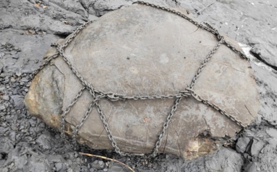 Найдены останки плиозавра на Волге: 130 млн лет истории в Ульяновской области — редкая находка ученых