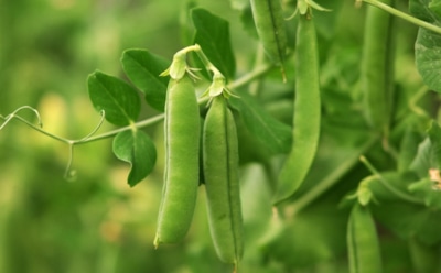 Горох в опасности: как защитить урожай от насекомых — советы по борьбе и профилактике