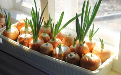 Какие овощи вырастить в холодный сезон: зимние гости на подоконнике — советы по уходу