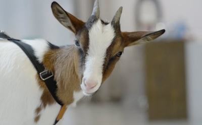 Коза Джигана и Самойловой стала новой звездой соцсетей — россияне тысячами подписываются на животное