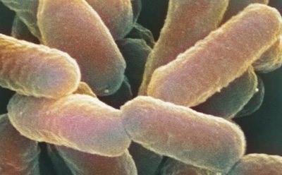 Загадочные бактерии Мексиканского залива: ученые открыли новое семейство — микроорганизмы выживают с коротким геномом