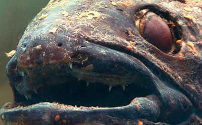 Загадочное существо на побережье: глубоководный гренадер или кто-то другой — ученые обсуждают находку