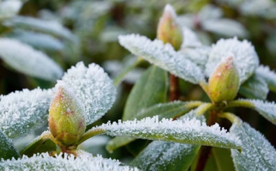 Как защитить теплолюбивые декоративные кустарники зимой: советы для садоводов — укрытия и утепление