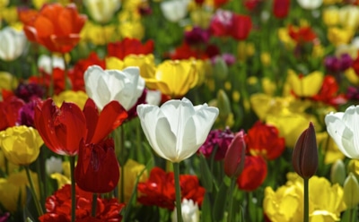 Простые правила ухода за тюльпанами: как защитить от болезней — секреты обильного цветения на участке