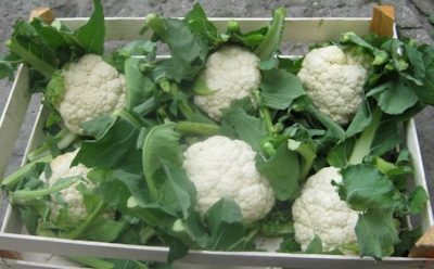 Обильный урожай цветной капусты: советы для правильного посева — секреты ухода и защиты от вредителей