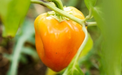 Как спасти перцы от гнили: причины порчи плодов — советы по лечению и профилактике