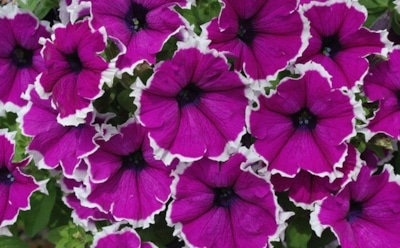 Ошибки в уходе за петуниями: что влияет на цветение — советы по здоровью и красоте растения