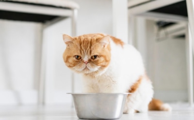 Лишний вес у питомцев: как понять, что питомец набрал лишнее — советы для заботливых хозяев