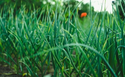 Уход за землей после лука и чеснока: как подготовить грядки — советы для здорового урожая