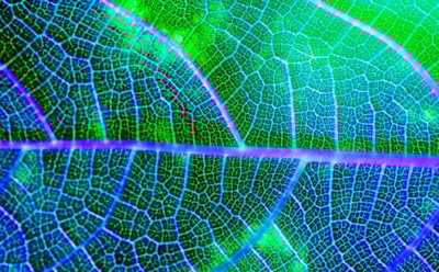 Японские ученые создают кислород и водород из воды: синтетический фотосинтез — прорыв для чистой энергетики