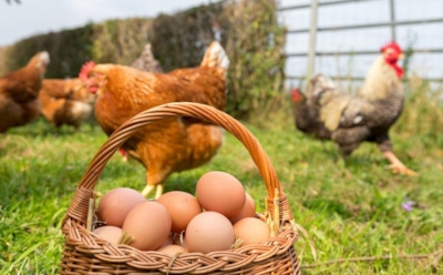 Наука решает загадку века: что было сначала — швейцарские ученые доказали первенство «яйца»