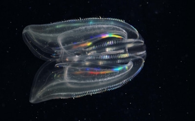 Животные, впадающие в детство: гребневики обращают старение вспять — уникальный механизм выживания