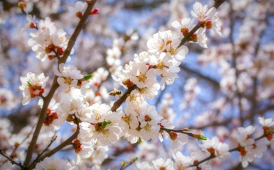 Почему не цветет абрикос: советы для обильного урожая — уход за капризным деревом