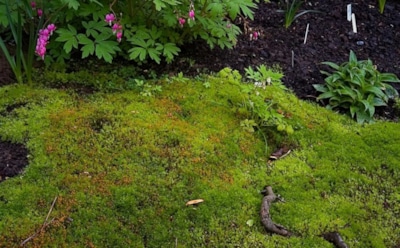 Мох на грядках: как убрать навсегда — простые методы для здоровой почвы и крепких растений