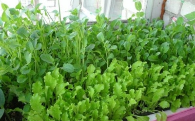 Рукола на подоконнике: свежая зелень дома — советы для здорового роста