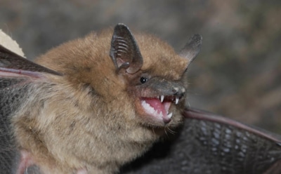 Как мухи цеце: летучие мыши-вампиры умеют добывать энергию из аминокислот — особенность и выживание