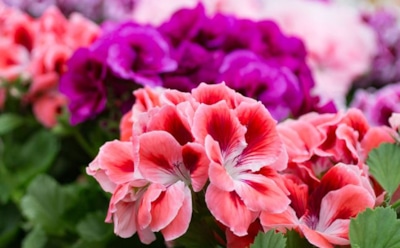 Герань и пышное цветение: секреты ухода — свет, подкормка и зимняя обрезка для красивых цветов