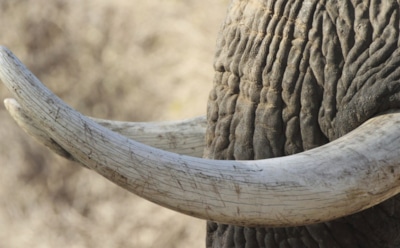 Неожиданная находка в Австрии: мальчик обнаружил бивень древнего слона — редкость для региона