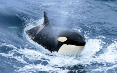 Опасные накопления в телах косаток: токсичные химикаты угрожают репродукции и иммунитету — сохранение популяций под вопросом