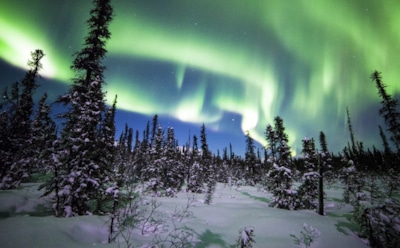 Новые леса Арктики: неожиданный вред для климата — ученые раскрыли эффект обратного действия