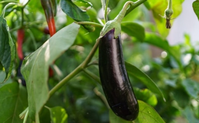 Урожайные баклажаны: секреты ухода для начинающих садоводов — правила защиты от вредителей и болезней