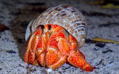 Новый вид рака-отшельника с клешнями как клубника: открытие ученых из Квинсленда — уникальный обитатель морских глубин