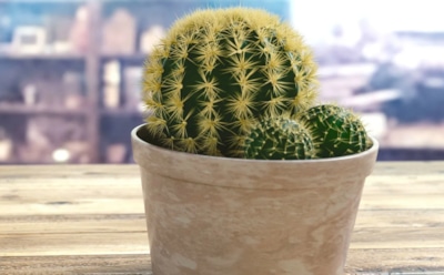 Правила пересадки кактусов: когда и как обновить грунт — советы по уходу за неприхотливыми растениями