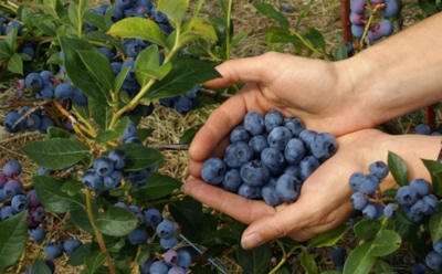 Выращивание голубики: как получить щедрый урожай на приусадебном участке — советы садоводам