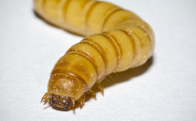Личинки жука против пластика: уникальные способности мучного червя — новый шаг в борьбе с отходами