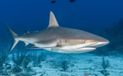 Светящиеся полосы спасут купальщиков: новая методика защиты от акул — вдохновение из подводного мира