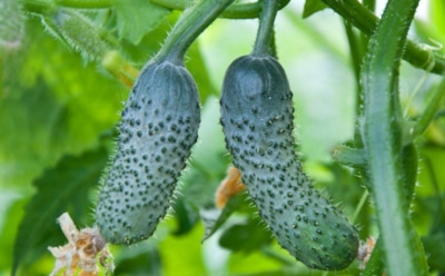 Секрет богатого урожая: как создать теплые грядки из осенних растительных остатков — простой способ подготовки